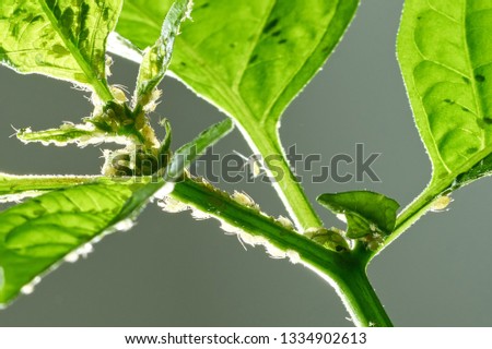 Insect pests, aphid, on the shoots and fruits of plants, Spider mite on flowers. Pepper attacked by malicious insects