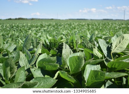 A field of greens on a sunny blue day