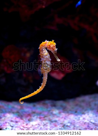 Sea horse in aquarium. These seahorses live in the warm seas around Indonesia, Philippines and Malaysia. They are usually yellow and have an unusual black and white striped nose.