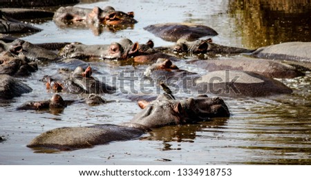 A group of hippopotamus and a bird in the waters of the Ngorongoro Crater 