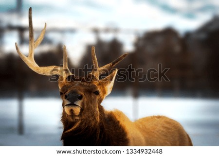 Bull Elk walking in the snow