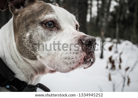 Portrait picture of a pitfall