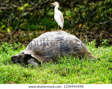 Giant turtle. Galápagos Island.Wild nature in Santa Cruz Islam.