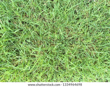 Grass floor texture fro background
