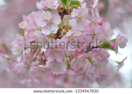 Cherry blossom. Cherry blossom in Japanese is called sakura.