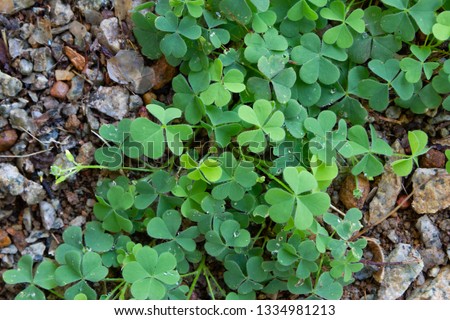 Wood Sorrel, leaves are heart shaped