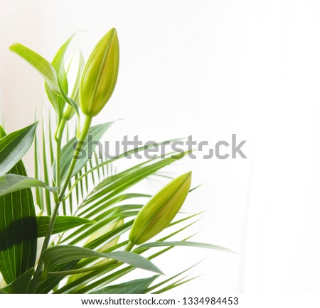 Bouquet of white lilies with green tropical leaves. Flower macro shot