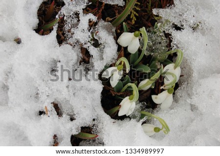 Snowdrops growing in the snow