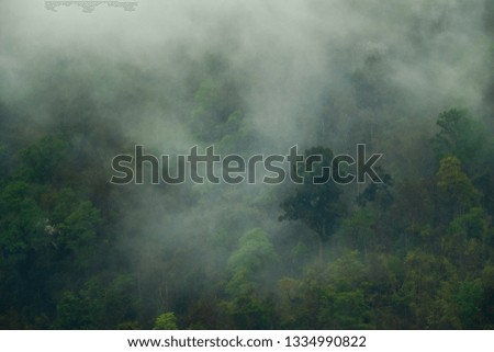 Green forest foliage aerial view woodland tree canopy nature...