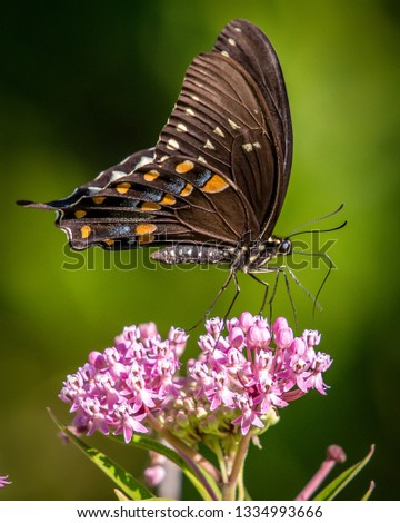 Tiger swallowtail butterfly 