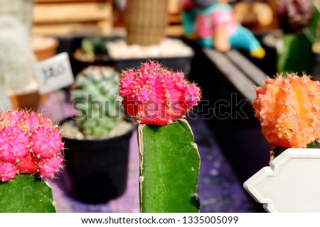 Cactus In a small garden 