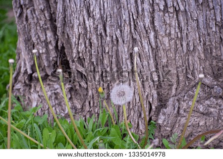 Dandelion Flower with Tree Bark Background, mellow focus