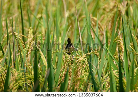 Sparrows eat rice plants in the fields