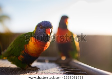 two pair rainbow lorikeets sitting on the outdoor table with gold orange sunlights background in early morning Gold Coast Australia