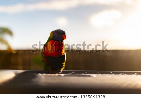 single rainbow lorikeet look at camera on the outdoor garden table with gold orange sunlights backlight Gold Coast Australia