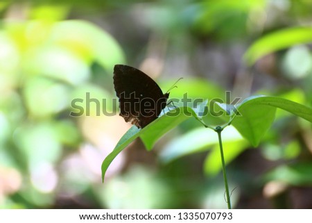 Beautiful butterfly on the leaf