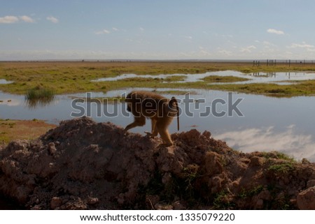 Monkey climbing to the top, Amboseli national park, Kenya