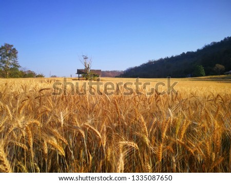 Beautiful hut among the barley fields Golden yellow The sky is blue.