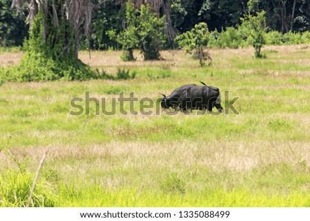 bull in the savanna
