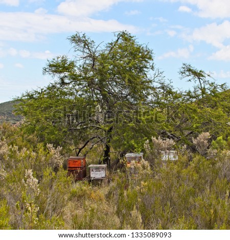 Beehives on a farm in South Africa. Honey production concept image. 