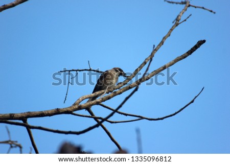 Sparrows on a tree branch