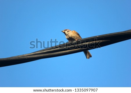 Sparrows on an electric cable