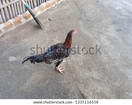 Closeup of domestic chickens on the home page - Pictures