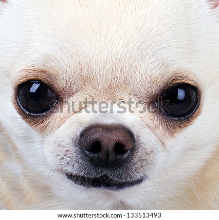 close up picture of chihuahua