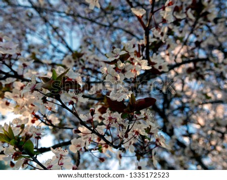 delicate spring image of peach blossoms against blue sky