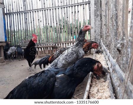
Chickens are eating food Chicken in front of the cage in a bamboo container - Picture