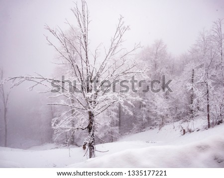 forest with trees covered with snow in winter season