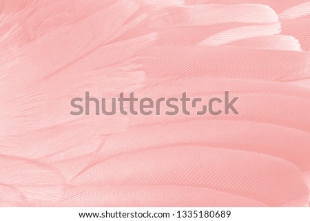 Beautiful macro soft pink color trends flamingo feather pattern texture background