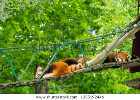 3 Red Pandas are sleeping on small wood rope bridge