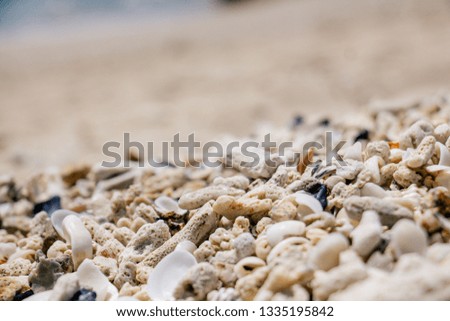 Many kind of shells on the beach. background texture.