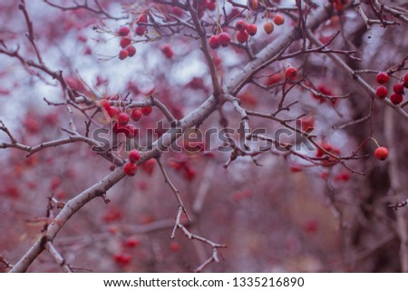 Red rowan berries on rowan tree.