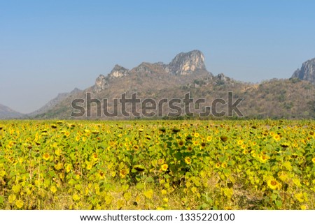 Landscape of Sunflower Farm wirh mountain and sky background.