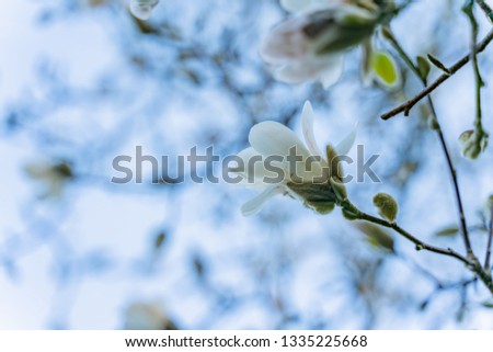 Blooming magnolia tree as the sign of spring time, selective focus
