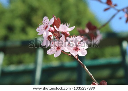 Cherry blossoms macro
