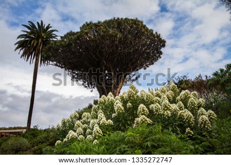 Dracaena draco, the Canary Islands dragon tree or drago, is a subtropical tree-like plant in the genus Dracaena, native to the Canary Islands, Cape Verde, Madeira, and locally in western Morocco. 