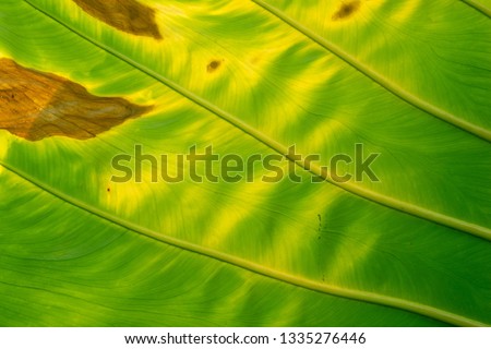 Green Leaf of tropical Giant taro leaf texture