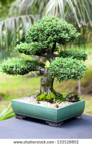 beautiful juniper bonsai  in a botanical garden