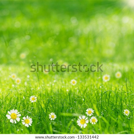 green grass and daisies in the sun