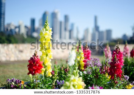 Brisbane city floral