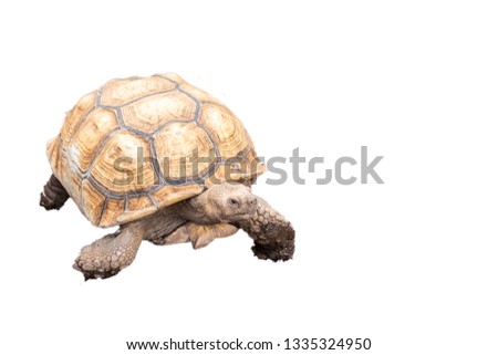  Terrestrial Land turtle pictures on a white background