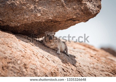 Rock Hyrax, Namibia