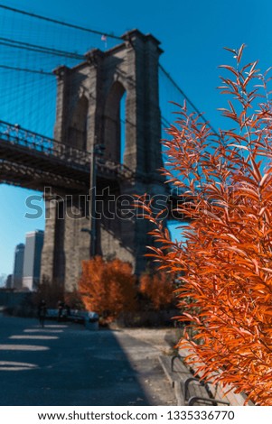 New York City, United States - view on Brooklyn Bridge foundation with a red autumn leaves bush on the right.