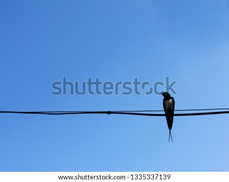           Swallow sit  in electriccable background blue clear sky Royalty-Free Stock Photo #1335337139