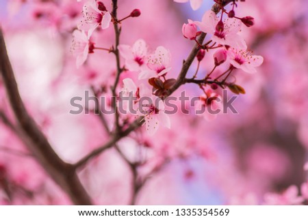 Sakura Cherry Blossom Flower