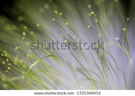 macro shot of a green pollen of a flower