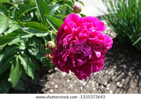 Bright magenta colored double flower of peony